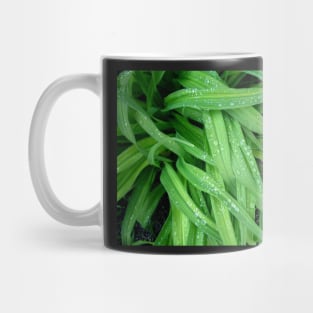 Daylily Leaves After the Rain Mug